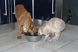 MANGER CHIEN ET CHAT 007